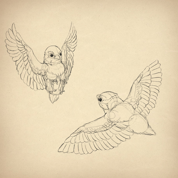 Как рисовать животных: птицы, анатомия и как их рисовать - CG Магнит