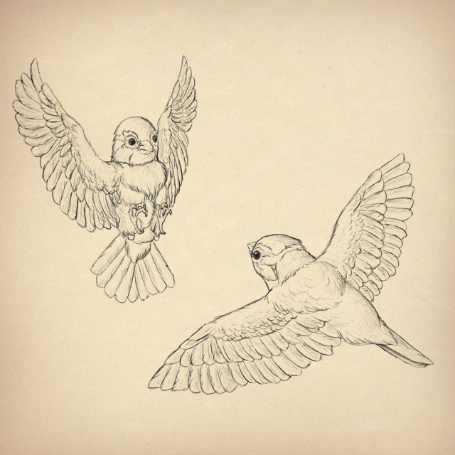 Как нарисовать мультяшную птицу