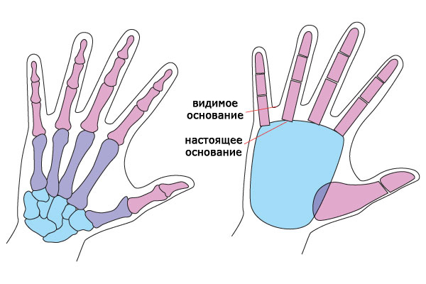 Анатомия кисти