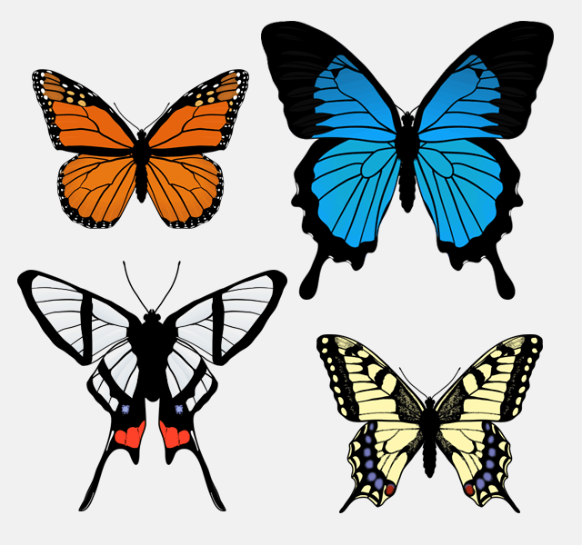 Виды бабочек: фото, названия и описание самых красивых и распространенных насекомых