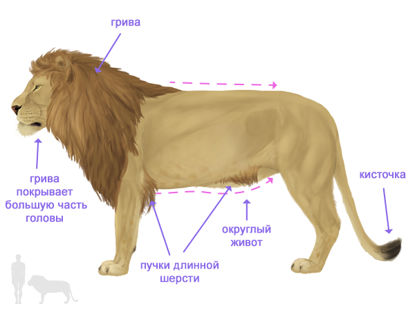 Какие особенности внешнего строения тигра. Строение Льва. Внешнее строение Льва. Лев строение тела. Внутреннее строение Льва.