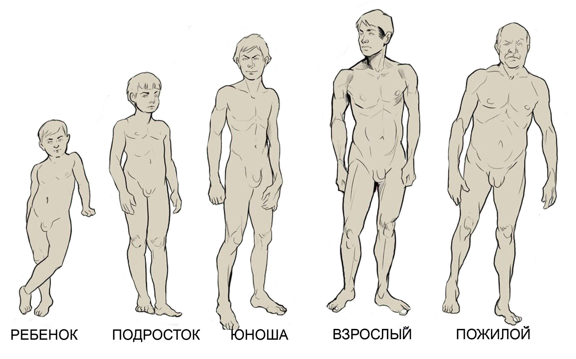 формы и виды членов мужчин фото 39