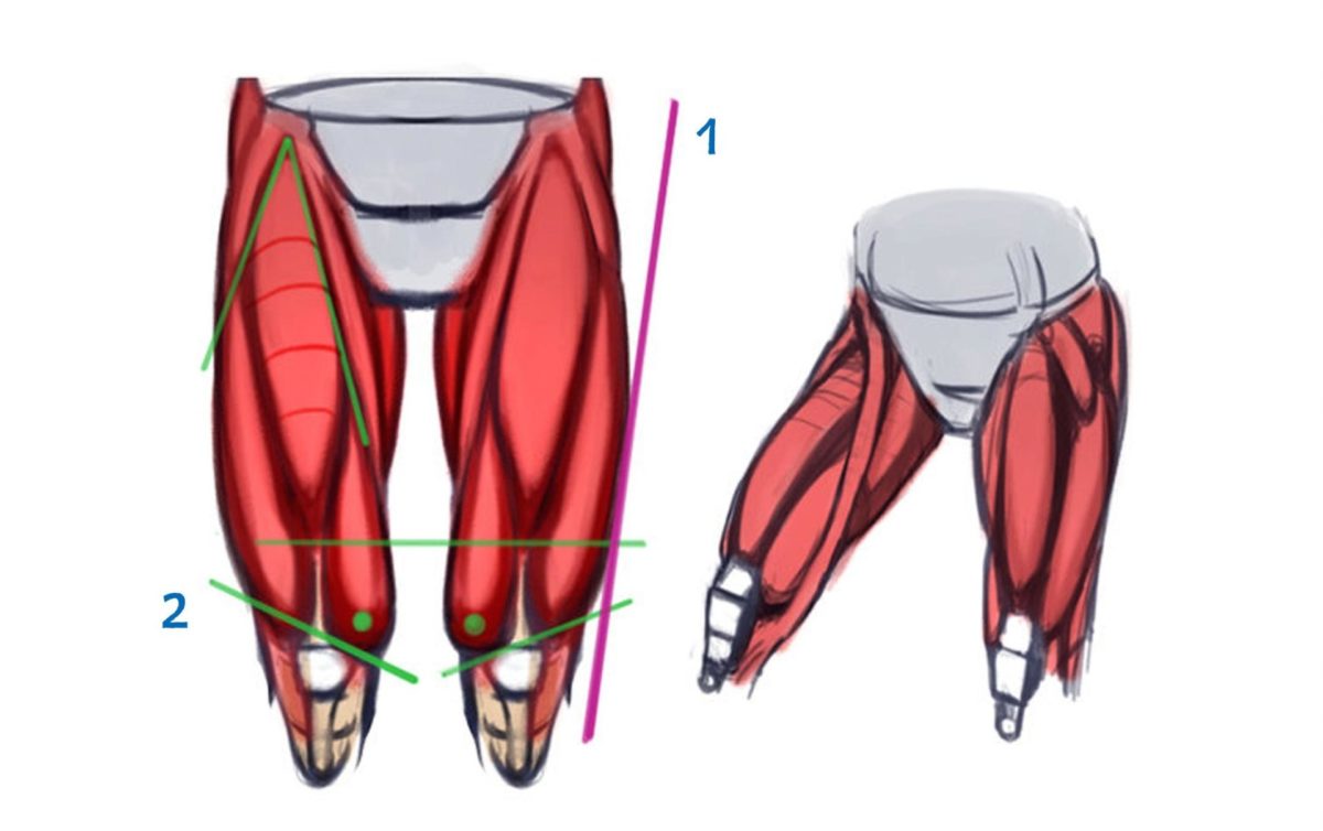 Анатомия для художников мышцы ног
