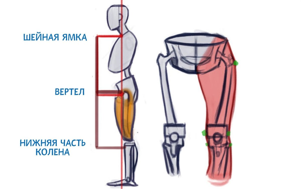 Анатомия для художников мышцы ног