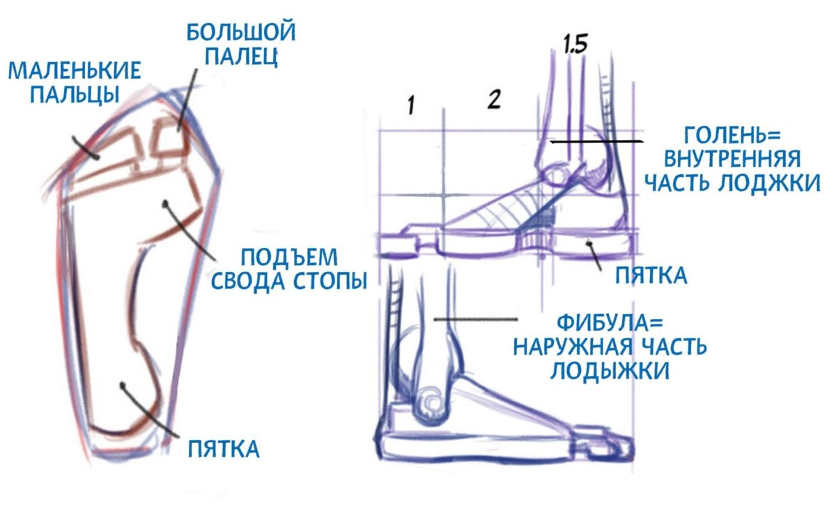Анатомия для художников мышцы ног thumbnail
