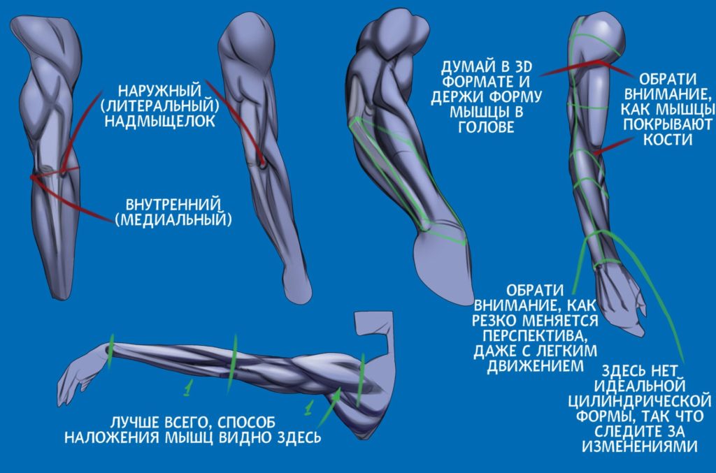 Анатомия: руки - CG Магнит