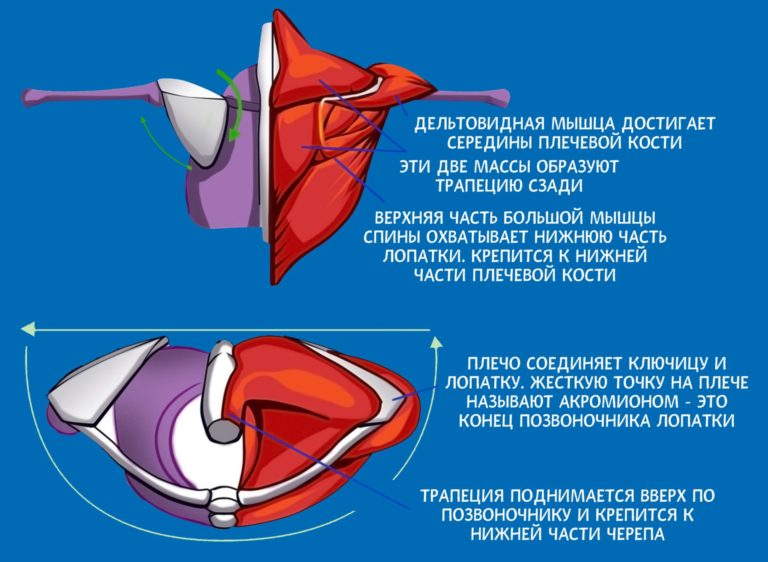 Мышцы плечевого пояса анатомия человека фото и описание