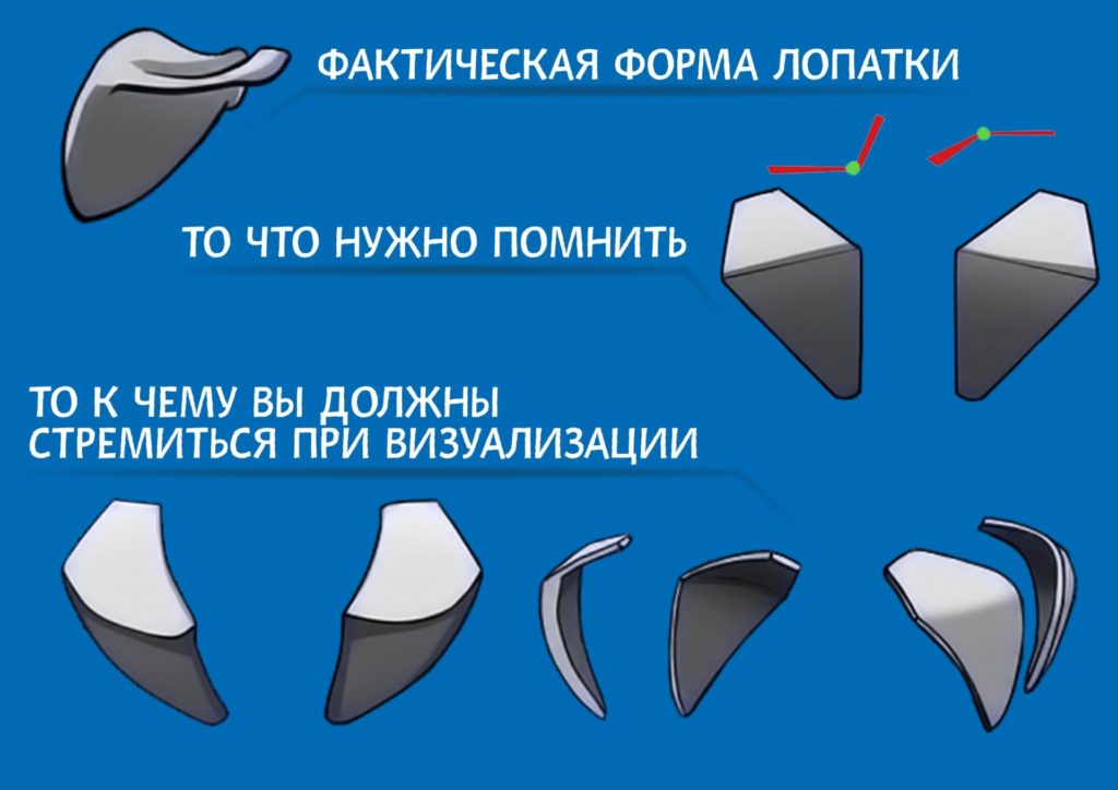 Анатомия: Плечевой пояс - CG Магнит