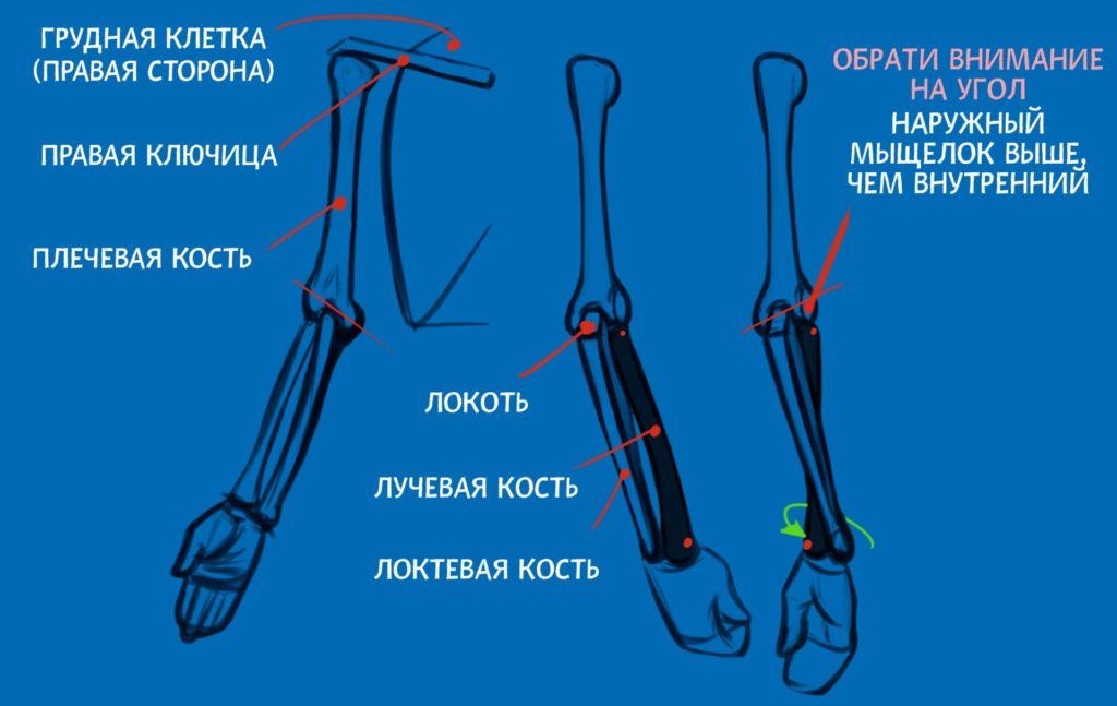 Анатомия: руки - CG Магнит