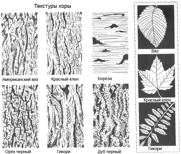 Структурные рисунки. Кора дерева рисунок. Фактура коры дерева рисунок. Фактура коры дерева в карандаше. Зарисовки листьев различных пород деревьев.